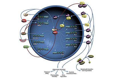 Circadian Clock Mammals