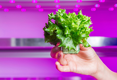 Breakthrough Philips LED Horticultural Lighting and Software: Change Light Recipes to Suit Different Crops