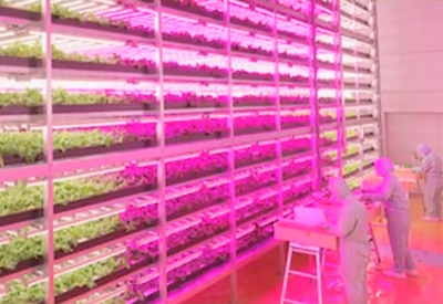 Lighting Research Center Releases Report on LED Horticultural Lighting Systems