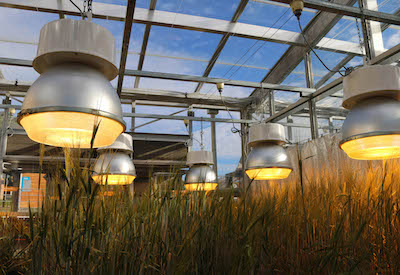 Study Grows Wheat Twice as Fast Under LEDs