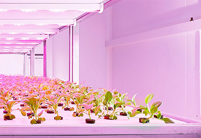 Signify Optimizes Multilayer Crop Cultivation by Introducing Philips Greenpower Led Production Module 3.0