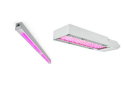 Philips GreenPower LED Product Range aims to Simplify Switch to LED Grow Lights in Greenhouses