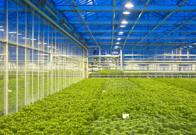 Webinar: Designing a Grow Facility Using Safer Lighting Equipment