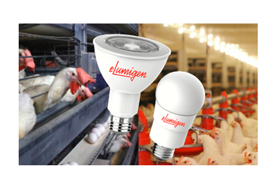 eLumigen Poultry Lamps – 2000K, 3000K & 5000K