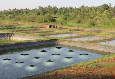 Signify on Sustainability: Solar-powered Night-Time Lights for Fish