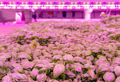 Arize® Life2 Selected to Help Maximise Productivity of World’s Largest Vertical Farm