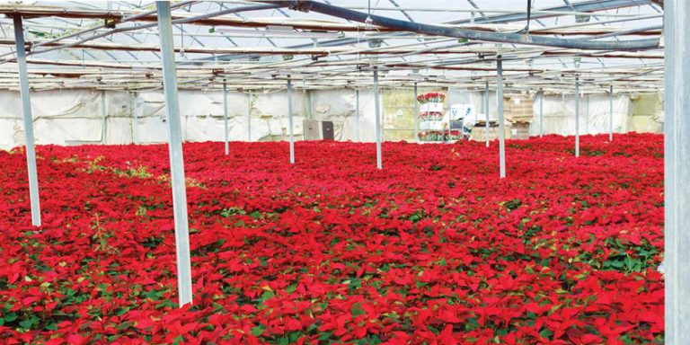 Verjure from Acuity: Professional Grade LED Horticulture Lighting Solutions