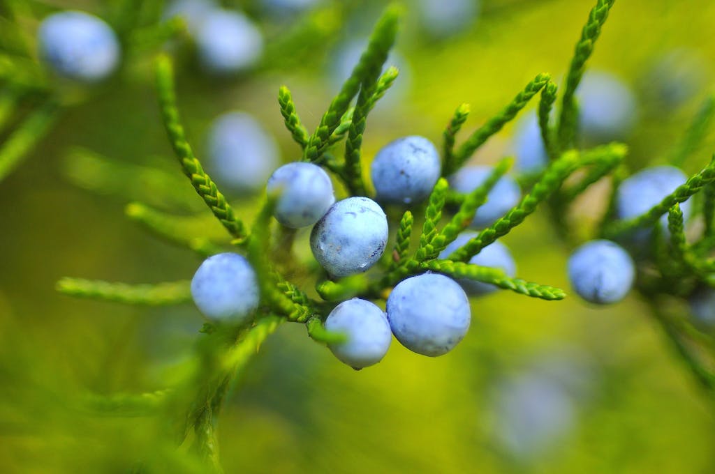 Macro shot of vivid blue juniper berries on a lush green branch.